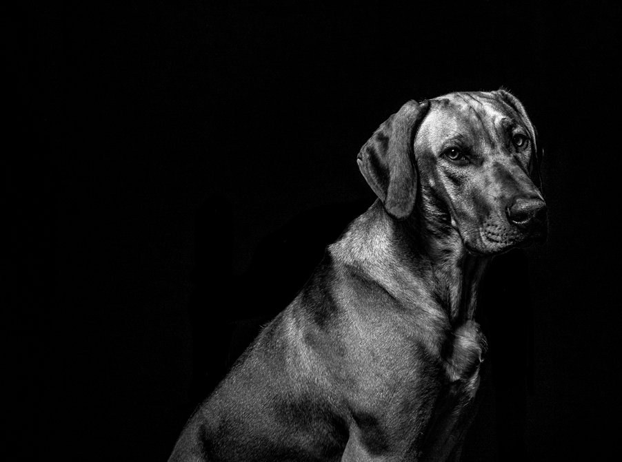 Tim Freccia — portrait (image 27)